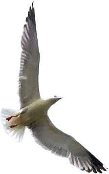 bird01